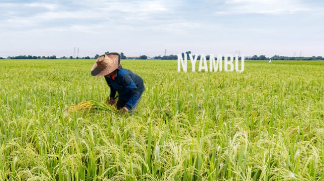 Berkat Program Desa Ekowisata Nyambu, Diageo Indonesia Raih Penghargaan Best Country Award for Overa